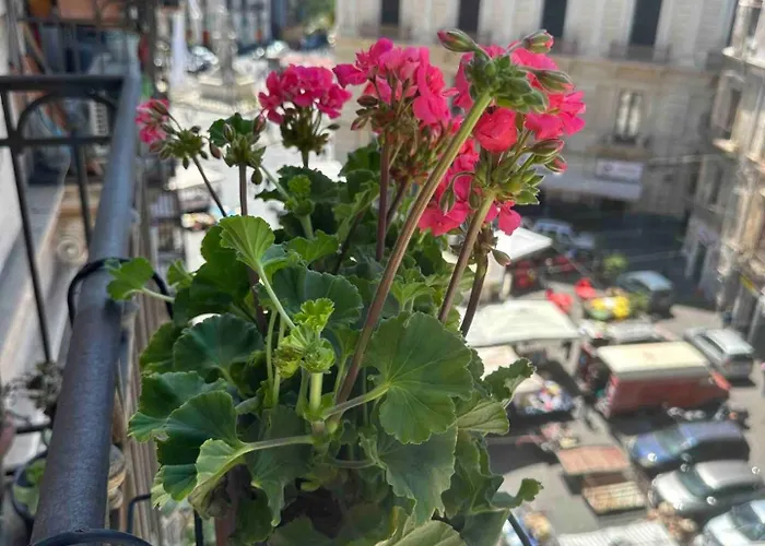 Beneventano * Catane